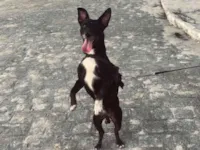 Cachorro raça SRD-ViraLata idade 6 ou mais anos nome Pitoco
