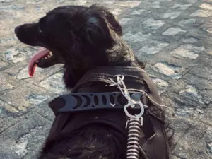 Cachorro raça SRD-ViraLata idade 5 anos nome Oliver 