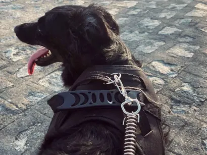 Cachorro raça SRD-ViraLata idade 5 anos nome Oliver 