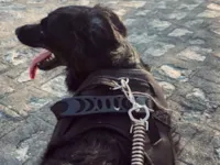 Cachorro raça SRD-ViraLata idade 5 anos nome Oliver 