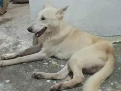 Cachorro raça Pastor Alemão idade 3 anos nome Fubá 