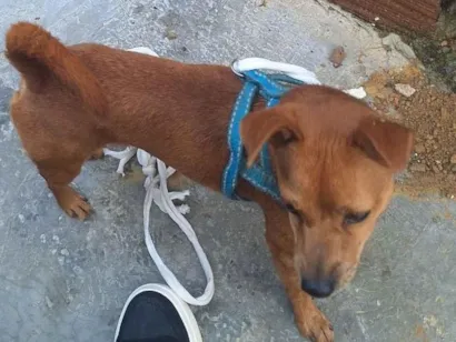 Cachorro raça Pinscher idade 5 anos nome Procura-se Tutor