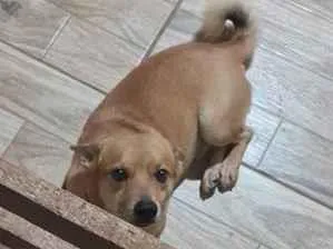 Cachorro raça SRD-ViraLata idade 5 anos nome Tedy