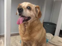 Cachorro raça SRD-ViraLata idade 6 ou mais anos nome Goldinha