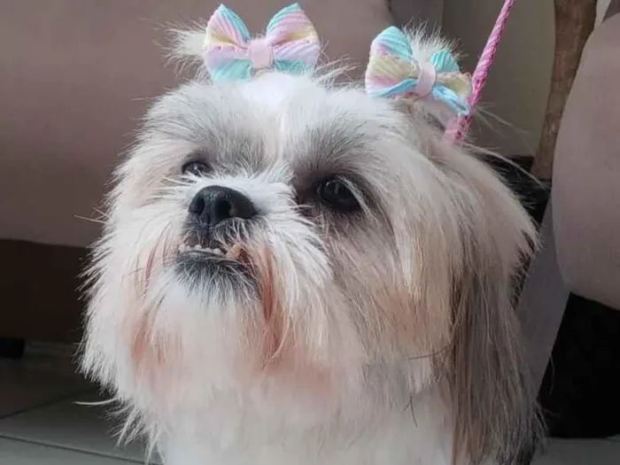Cachorro raça Shitzu idade 3 anos nome Luma