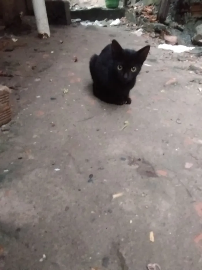 Gato raça SRD-ViraLata idade 2 a 6 meses nome Não tem