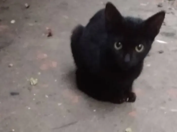 Gato raça SRD-ViraLata idade 2 a 6 meses nome Não tem