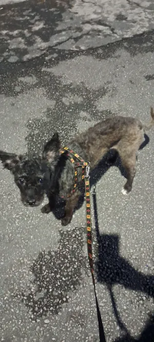 Cachorro raça SRD-ViraLata idade 1 ano nome Toddy 