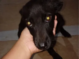 Cachorro raça SRD-ViraLata idade 2 a 6 meses nome nego