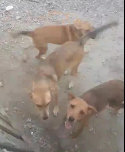 Cachorro raça SRD-ViraLata idade 2 a 6 meses nome sem nomes