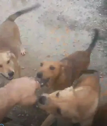 Cachorro raça SRD-ViraLata idade 2 a 6 meses nome sem nomes