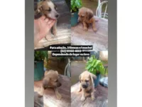 Cachorro raça SRD-ViraLata idade 2 a 6 meses nome Sem nome 