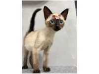 Gato raça Siamês idade 2 a 6 meses nome Lunna