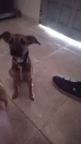 Cachorro raça SRD-ViraLata idade 2 a 6 meses nome Canela