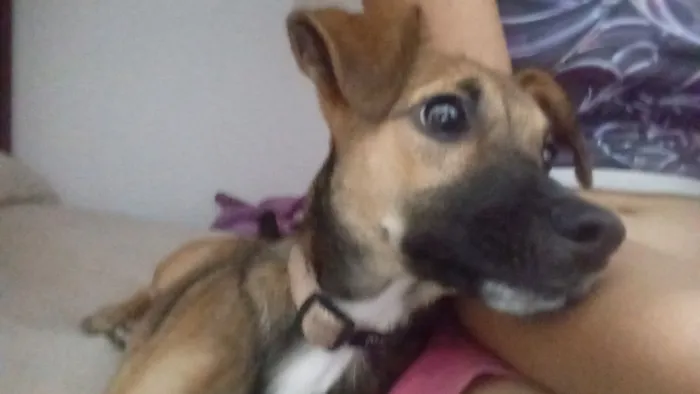 Cachorro raça SRD-ViraLata idade 2 a 6 meses nome Canela