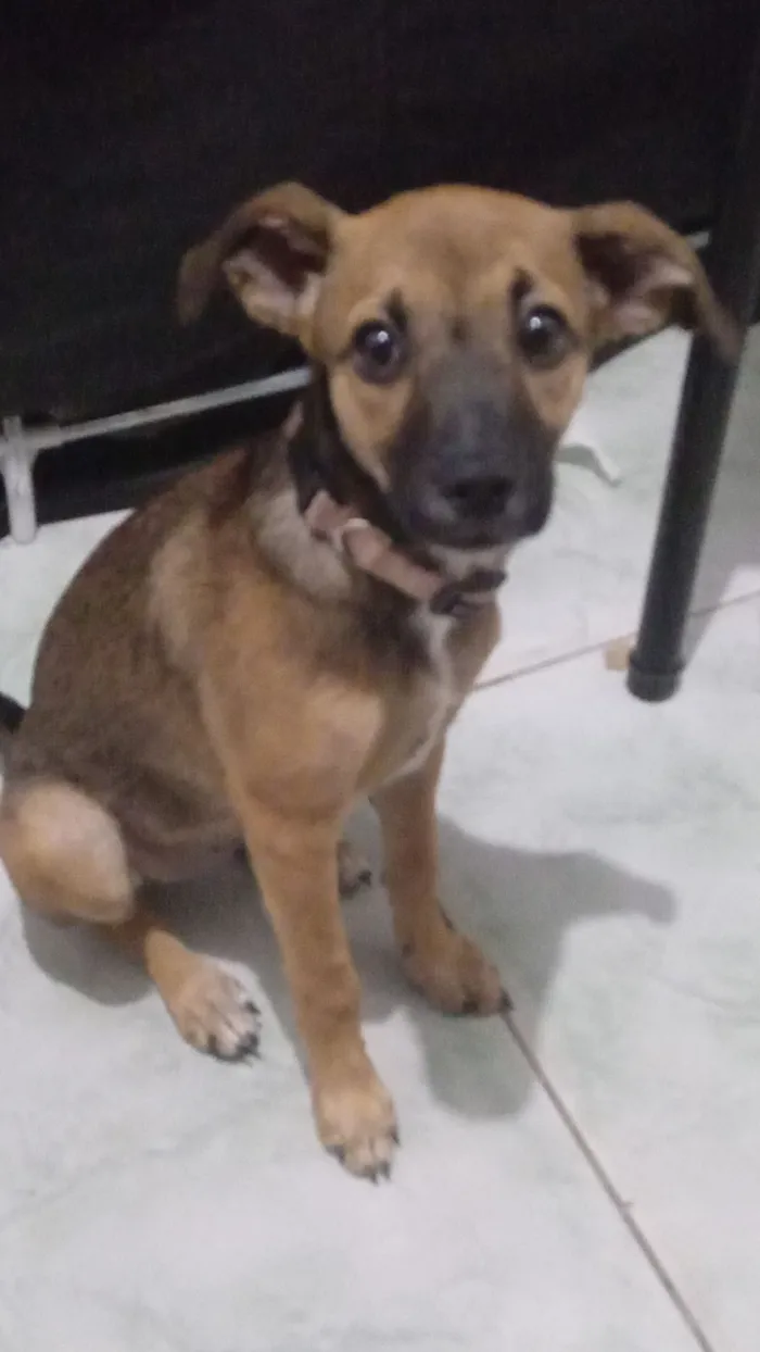 Cachorro raça SRD-ViraLata idade 2 a 6 meses nome Canela