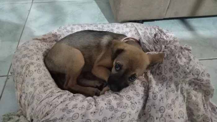 Cachorro raça SRD-ViraLata idade 2 a 6 meses nome Canela
