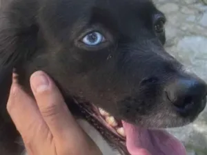 Cachorro raça SRD-ViraLata idade 3 anos nome Queen ??