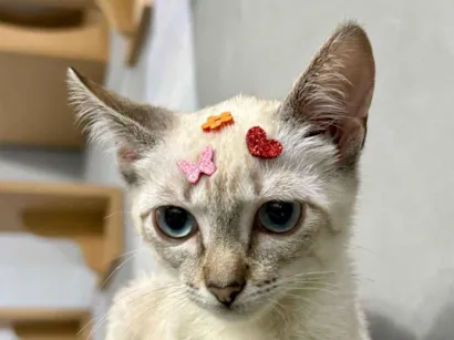 Gato raça SRD-ViraLata idade 2 a 6 meses nome Lolla