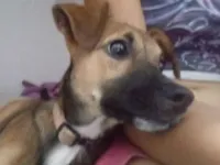 Cachorro raça SRD-ViraLata idade 2 a 6 meses nome Canela