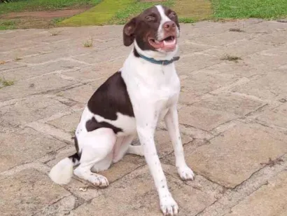 Cachorro raça SRD-ViraLata idade 1 ano nome Moti