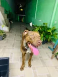 Cachorro raça Pit-Bull idade 7 a 11 meses nome Baruke