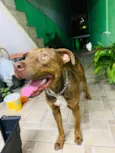 Cachorro raça Pit-Bull idade 7 a 11 meses nome Baruke