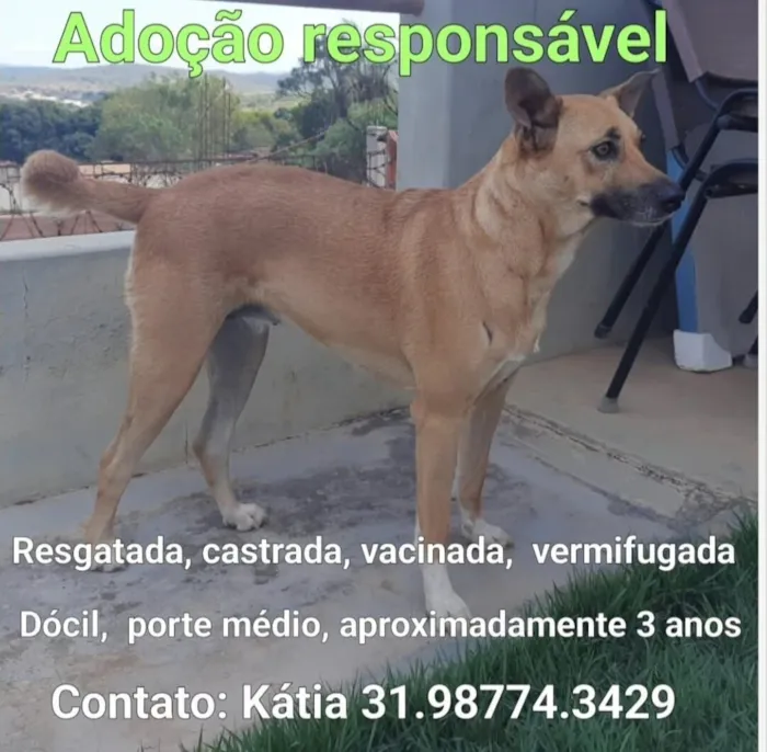 Cachorro raça SRD-ViraLata idade 4 anos nome Manuela 