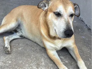 Cachorro raça SRD-ViraLata idade 6 ou mais anos nome Jajão