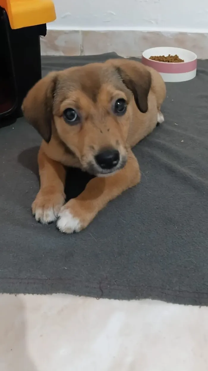 Cachorro raça SRD-ViraLata idade 2 a 6 meses nome Melanie