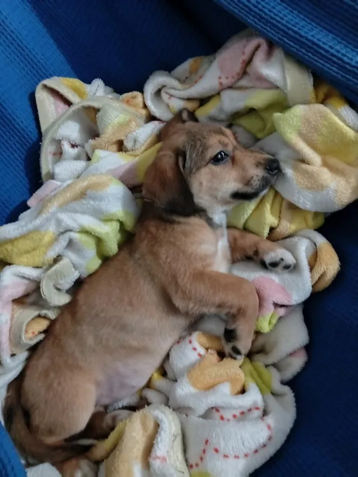 Cachorro raça SRD-ViraLata idade 2 a 6 meses nome Melanie