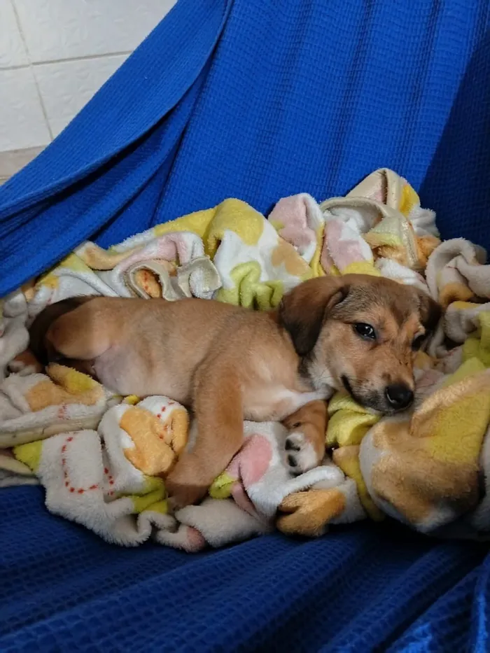 Cachorro raça SRD-ViraLata idade 2 a 6 meses nome Melanie