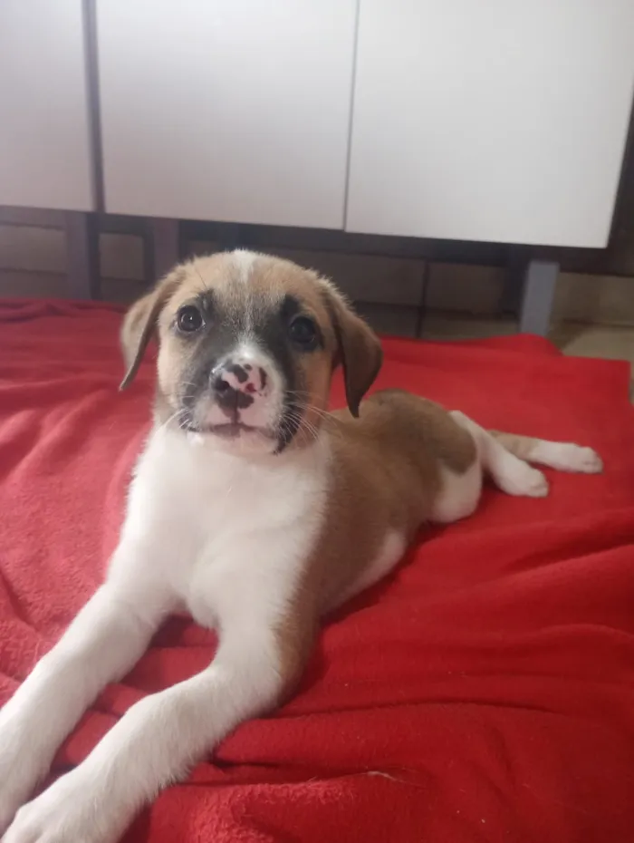 Cachorro raça SRD-ViraLata idade 2 a 6 meses nome Claudinho 