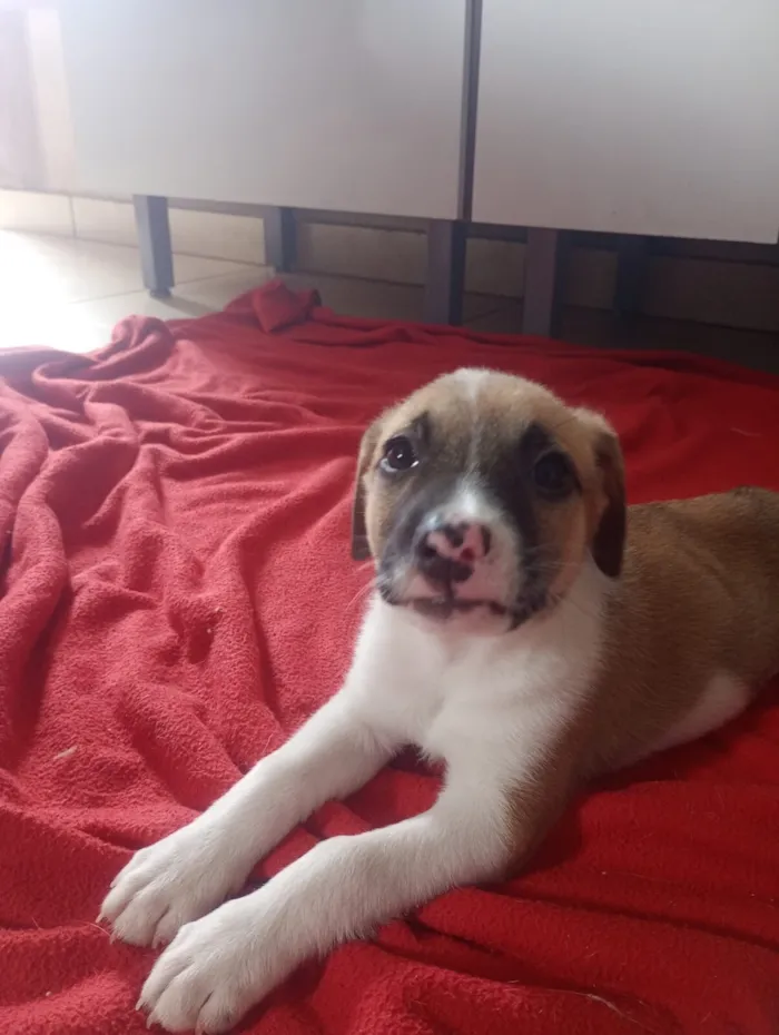 Cachorro raça SRD-ViraLata idade 2 a 6 meses nome Claudinho 