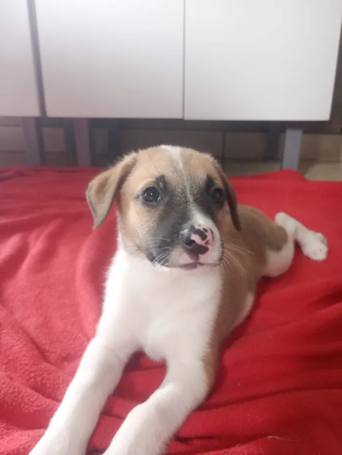 Cachorro raça SRD-ViraLata idade 2 a 6 meses nome Claudinho 