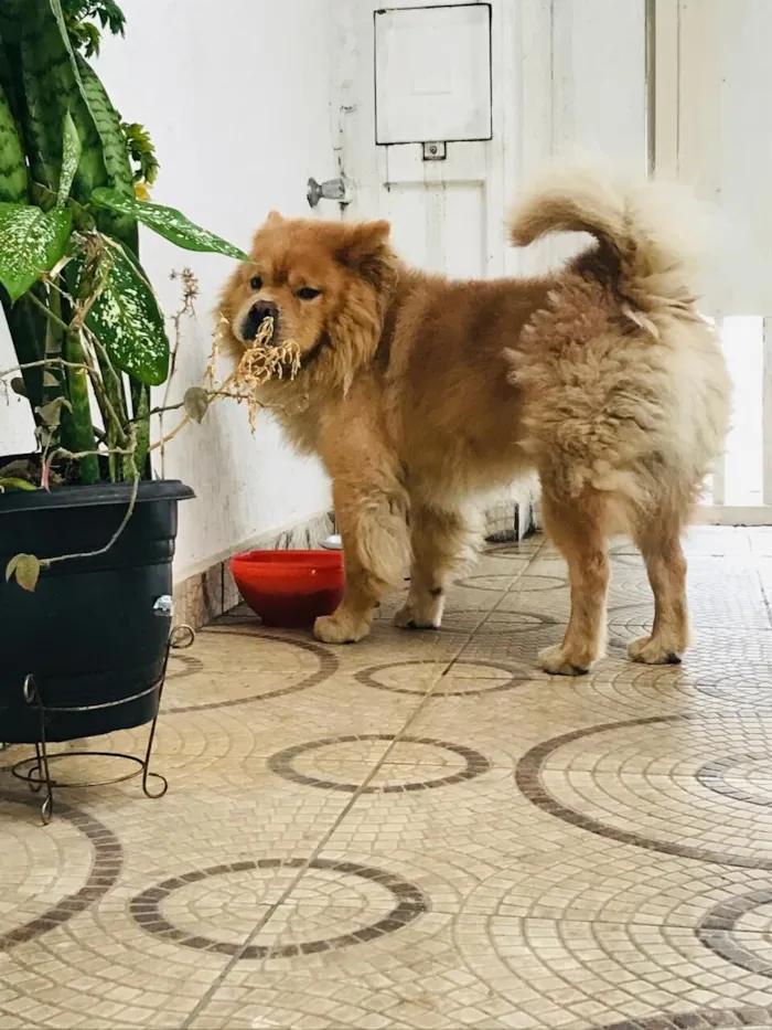 Cachorro raça Chow Chow idade 2 anos nome Duke