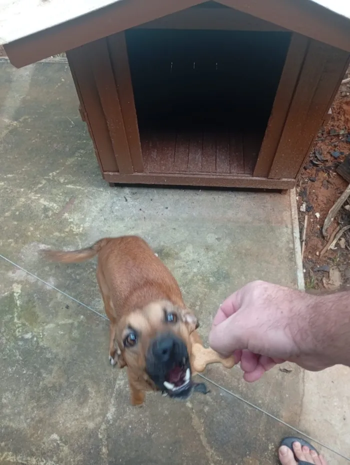 Cachorro raça SRD-ViraLata com Basset idade 1 ano nome Sushi