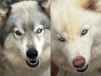 Cachorro raça Husky Siberiano idade 3 anos nome Apolo e Atena 