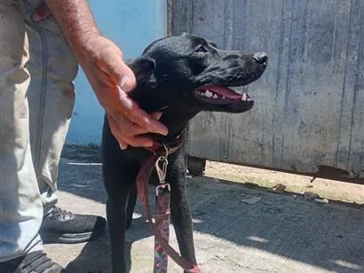 Cachorro raça SRD-ViraLata idade 2 a 6 meses nome Suita