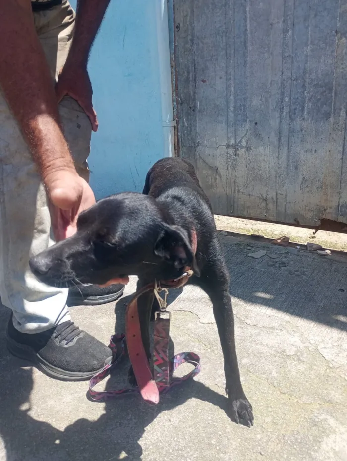 Cachorro raça SRD-ViraLata idade 2 a 6 meses nome Suita