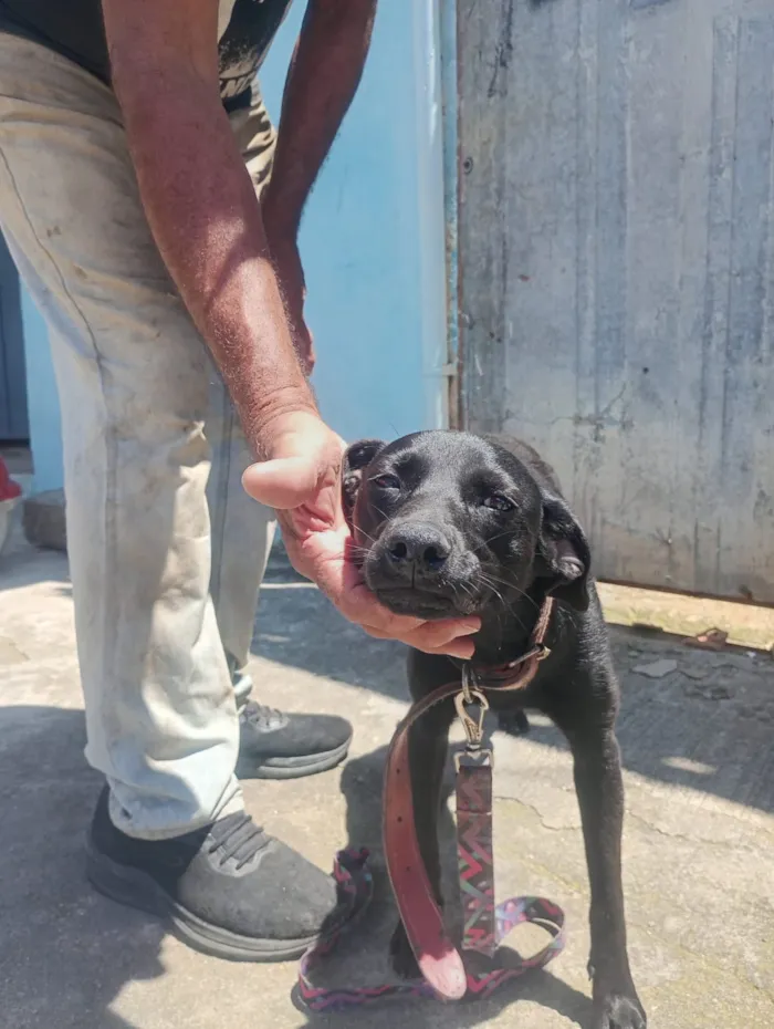 Cachorro raça SRD-ViraLata idade 2 a 6 meses nome Suita