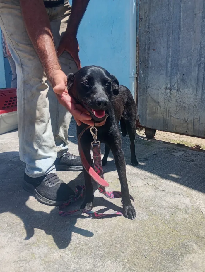 Cachorro raça SRD-ViraLata idade 2 a 6 meses nome Suita