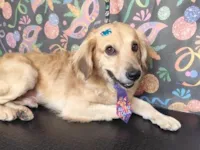 Cachorro raça SRD-ViraLata idade 2 anos nome Luigi 