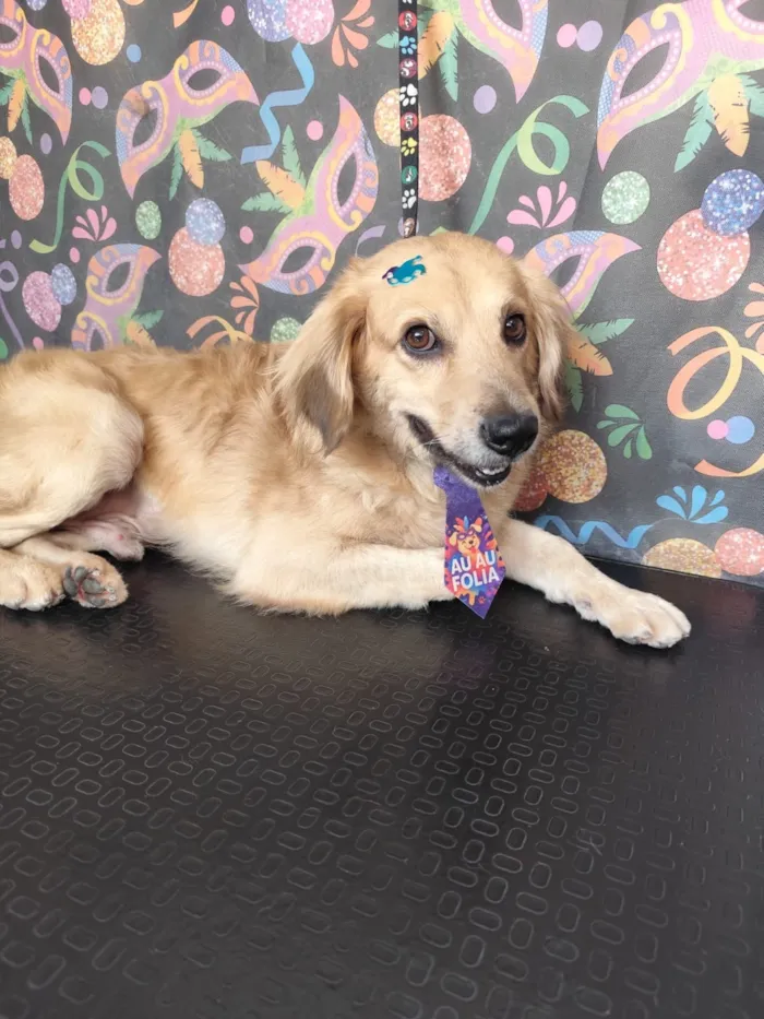 Cachorro raça SRD-ViraLata idade 2 anos nome Luigi 