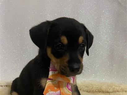 Cachorro raça SRD-ViraLata idade 2 a 6 meses nome Max