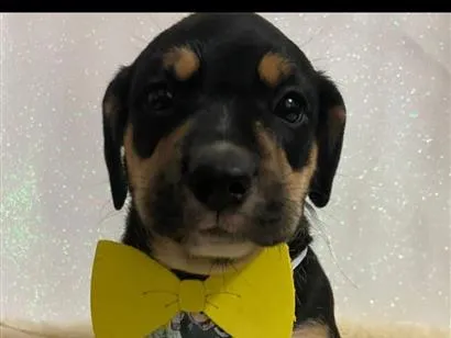 Cachorro raça SRD-ViraLata idade 2 a 6 meses nome Fred 