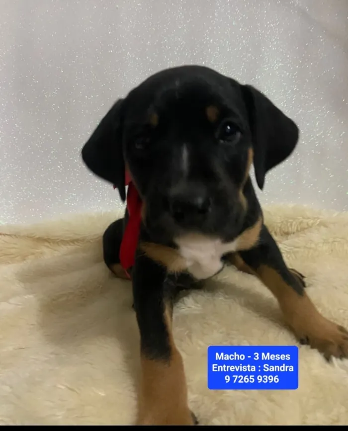 Cachorro raça SRD-ViraLata idade 2 a 6 meses nome Thor 