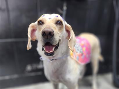 Cachorro raça SRD-ViraLata idade 2 anos nome Nina