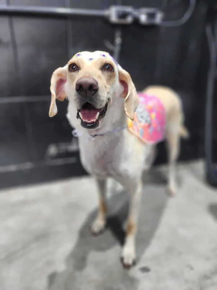 Cachorro raça SRD-ViraLata idade 2 anos nome Nina