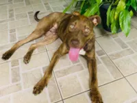 Cachorro raça Pit-Bull idade 7 a 11 meses nome Baruke